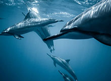 BG真人：开启沉浸式在线娱乐的新纪元